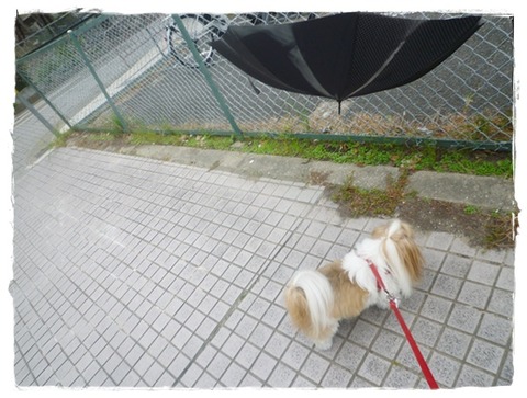P1050244ユニ