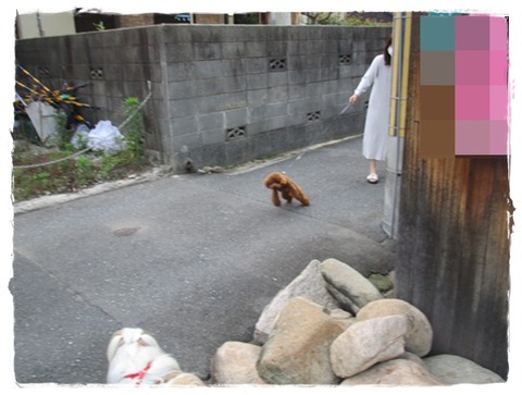 出会ったワンコ達に💦