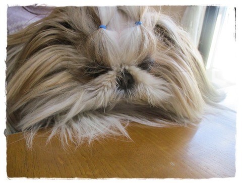 見晴らしが良くなったでしゅよ♪