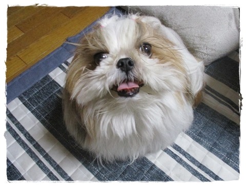 お腹が空いて無いからつーてー