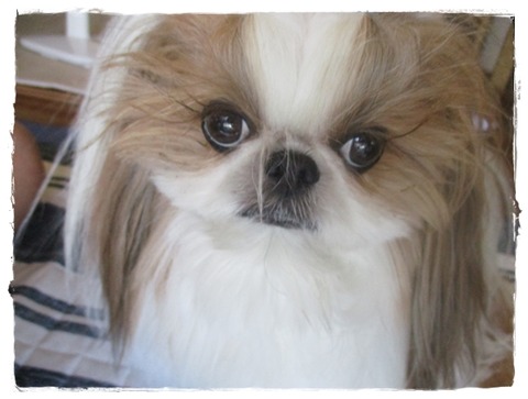 夏バテ防止だーつーてー!