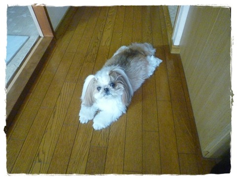 あひゃ～!進路が