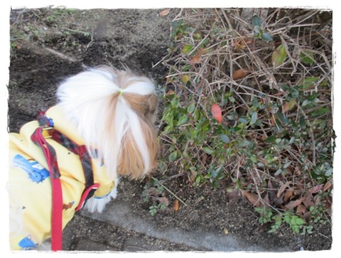 ご挨拶出来たでしゅ♪