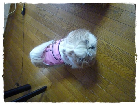 昨日の散歩で( ´艸｀)