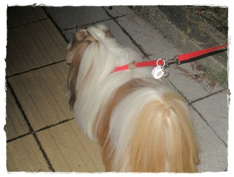 花火を見に行ったはずなのに…