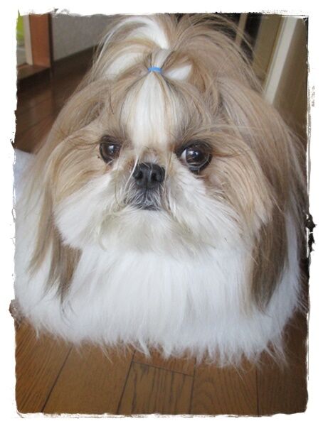 失敗したでしゅ(;^ω^)