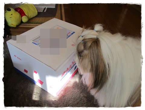 ありがとう～で～しゅ～♪