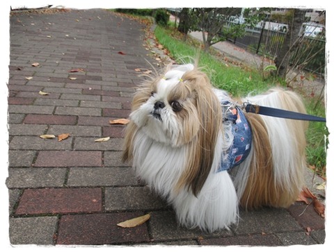 面白い葉っぱ見っけ^m^