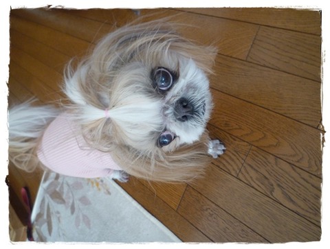 アホアホマン～( ´艸｀)