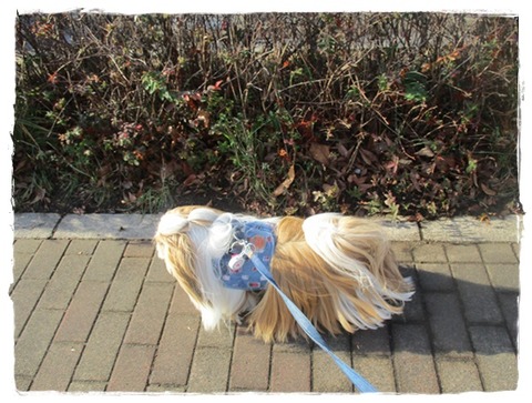 食べたくなったので(;^ω^)