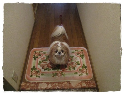 昨日の散歩は…