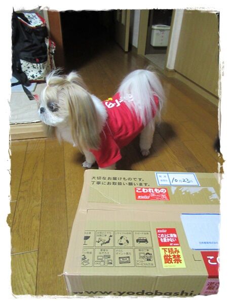 旅行から帰ると♪