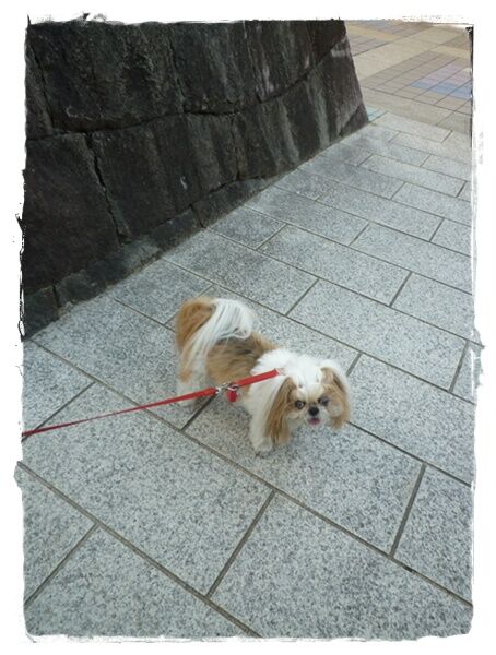 P1050132ユニ