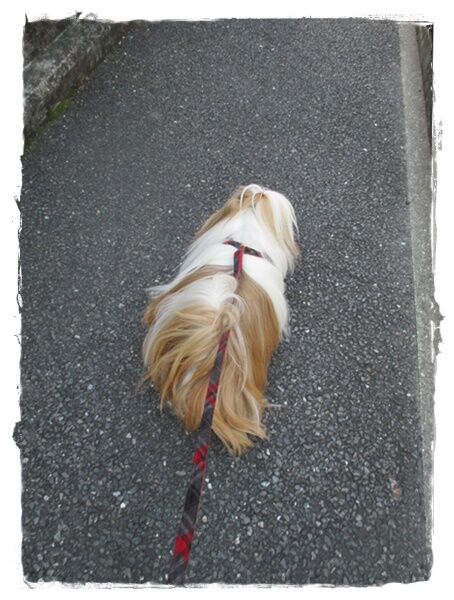 トリミング。その前に…