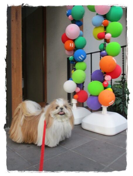 天敵の柴ちゃん見かけまちたが(;^ω^)