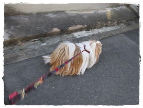 今年最後のトリミング。