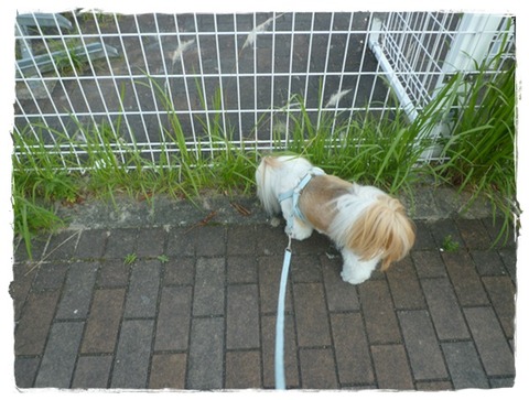 雨、降らせるな～でしゅよ( ´艸｀)
