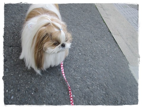 散歩から帰ると…