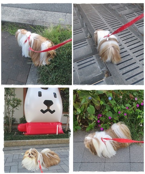 catsユニ散歩