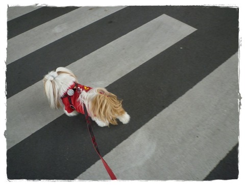 満足だった散歩♪