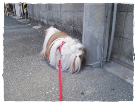 散歩中のクシャミで…