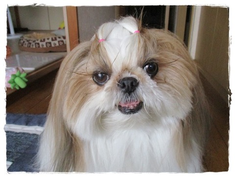 危うく尾っぽの毛が。