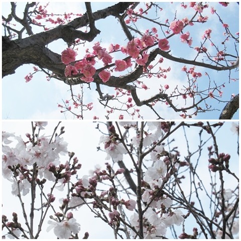 cats梅と桜