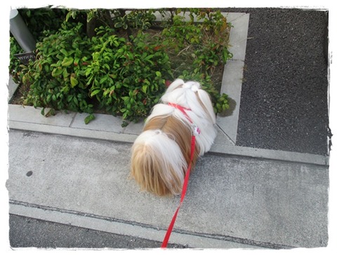 ポンポンが汚れる原因は(;^ω^)