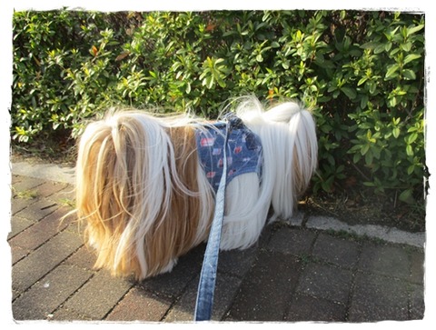 チックンして来たでしゅ。