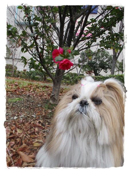 嬉しいご褒美と嬉しくないご褒美。