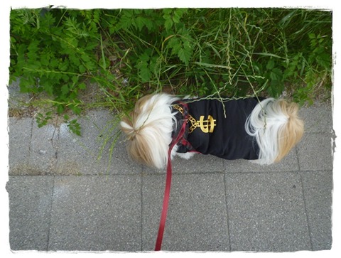 途中まで…(^^♪