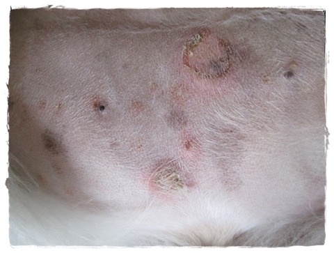 病院に行って来たでしゅ。