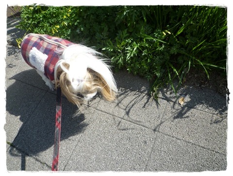 今日も風が強い!