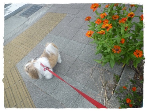 P1050242ユニ