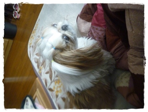 落ち着かなかったでしゅ!