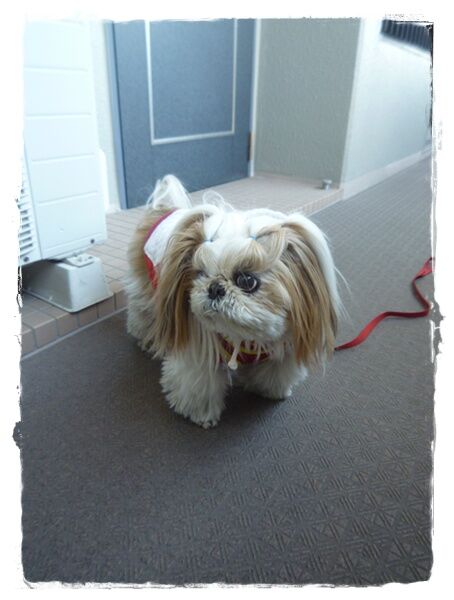 かぁたんの代わりに。