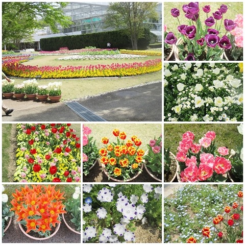 catsチューリップ