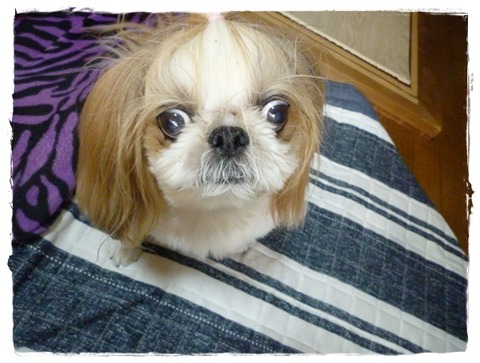 プレゼントは( ´,_ゝ｀)ﾌﾟｯ