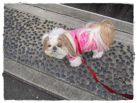 IMG_0998ユニ