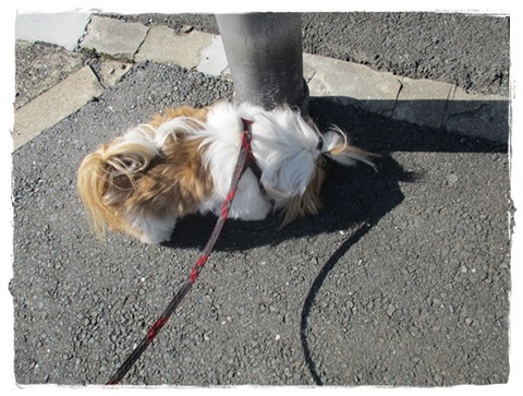 只今、トリミング中。