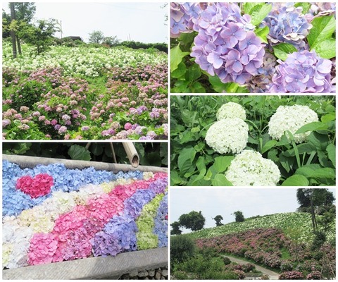 catsかざはやの里