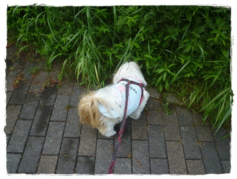 ホッε-(´∀｀*)ﾎｯ