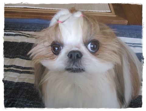 暫くの間、スイカとお別れ。