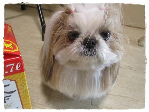 まだあるのに～(;´･ω･)