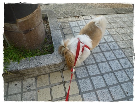 P1050108ユニ
