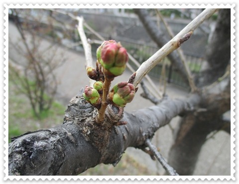 膨らんで来てるでしゅ～♪