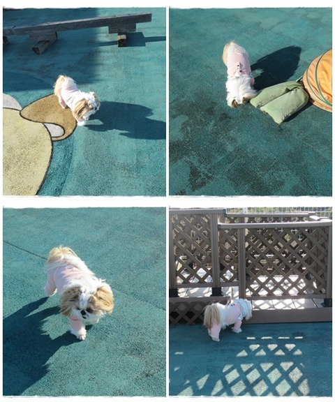 catsドッグランユニ