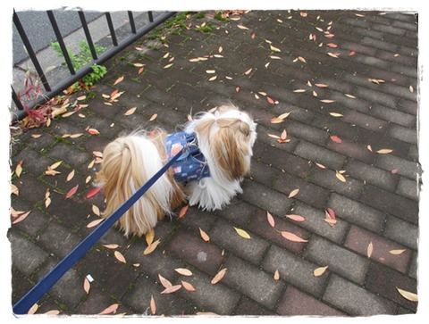 スズメの大群に出会ったでしゅ。