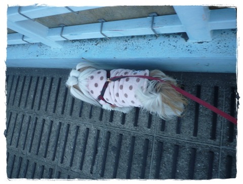 梅の花が咲いてたでしゅ。