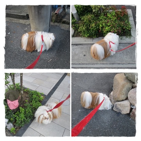 散歩休憩中に。